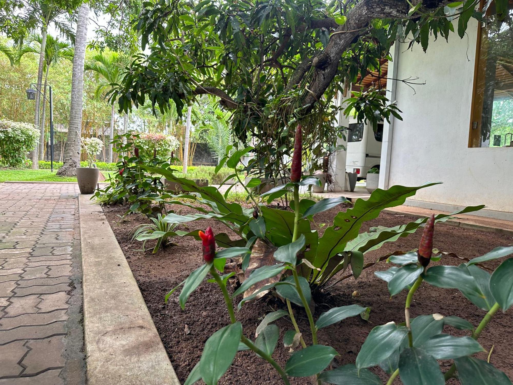 Amaluna Resorts Negombo Eksteriør bilde